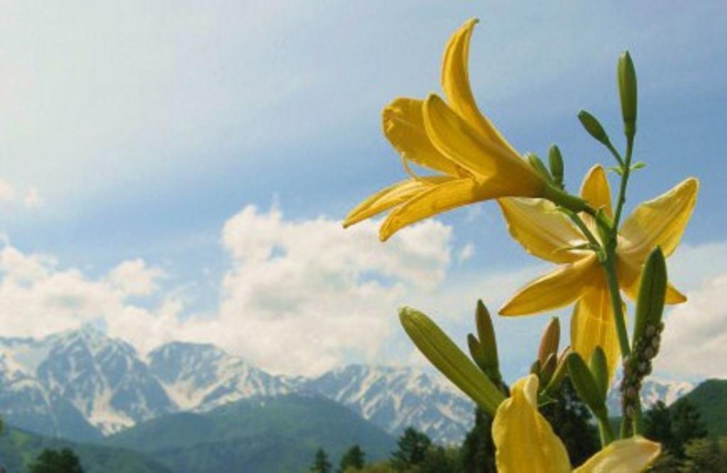 Pension Blue Hakuba Esterno foto